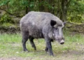 Wild boar menace Kerala forest department mobile app